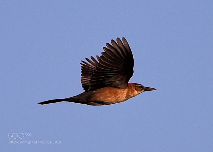 Canon EOS-1D X Mark II sample photo. 04-18-18-0013425.jpg photography