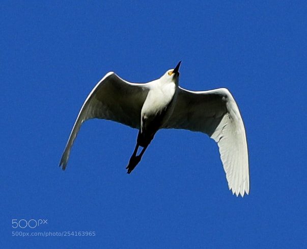 Canon EOS-1D X Mark II sample photo. 04-18-18-0013424.jpg photography