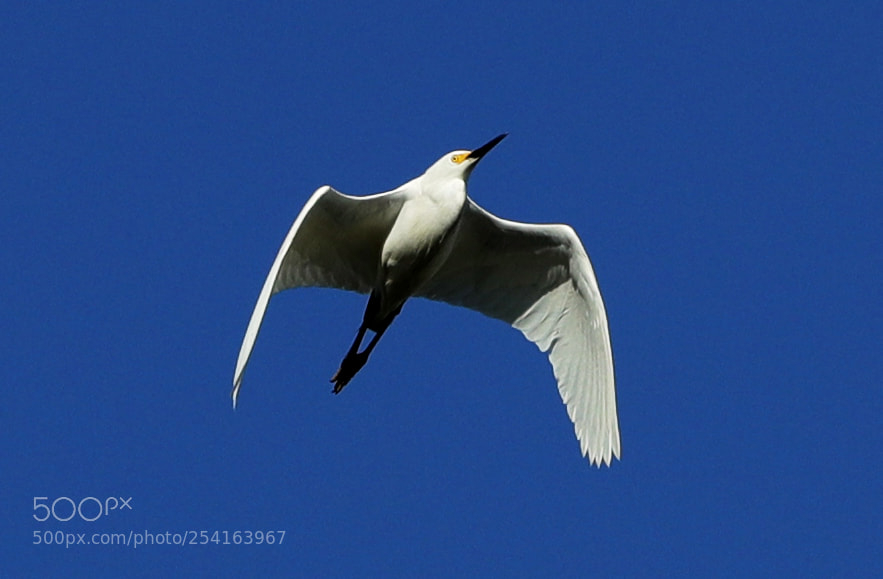 Canon EOS-1D X Mark II sample photo. 04-18-18-0013423.jpg photography