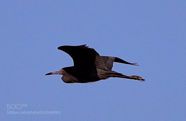 Canon EOS-1D X Mark II sample photo. 04-18-18-0013420.jpg photography