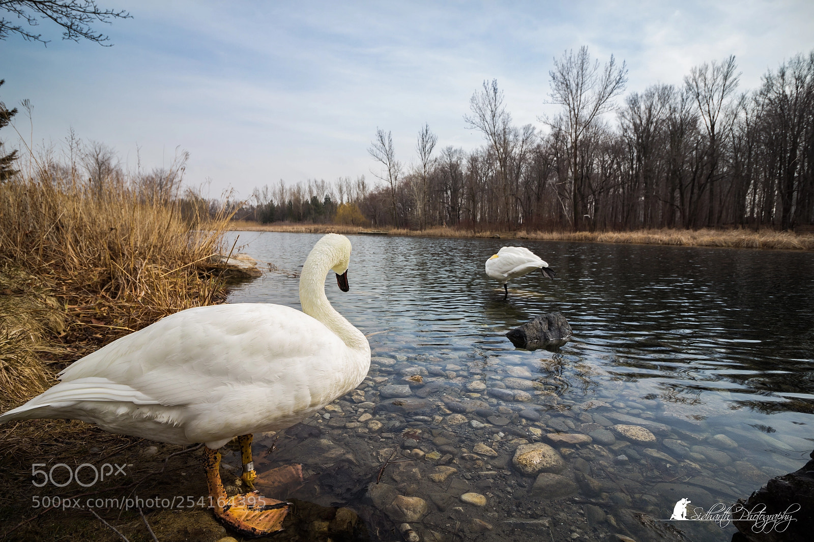 Canon EOS 700D (EOS Rebel T5i / EOS Kiss X7i) sample photo. Elegance in white swan! photography