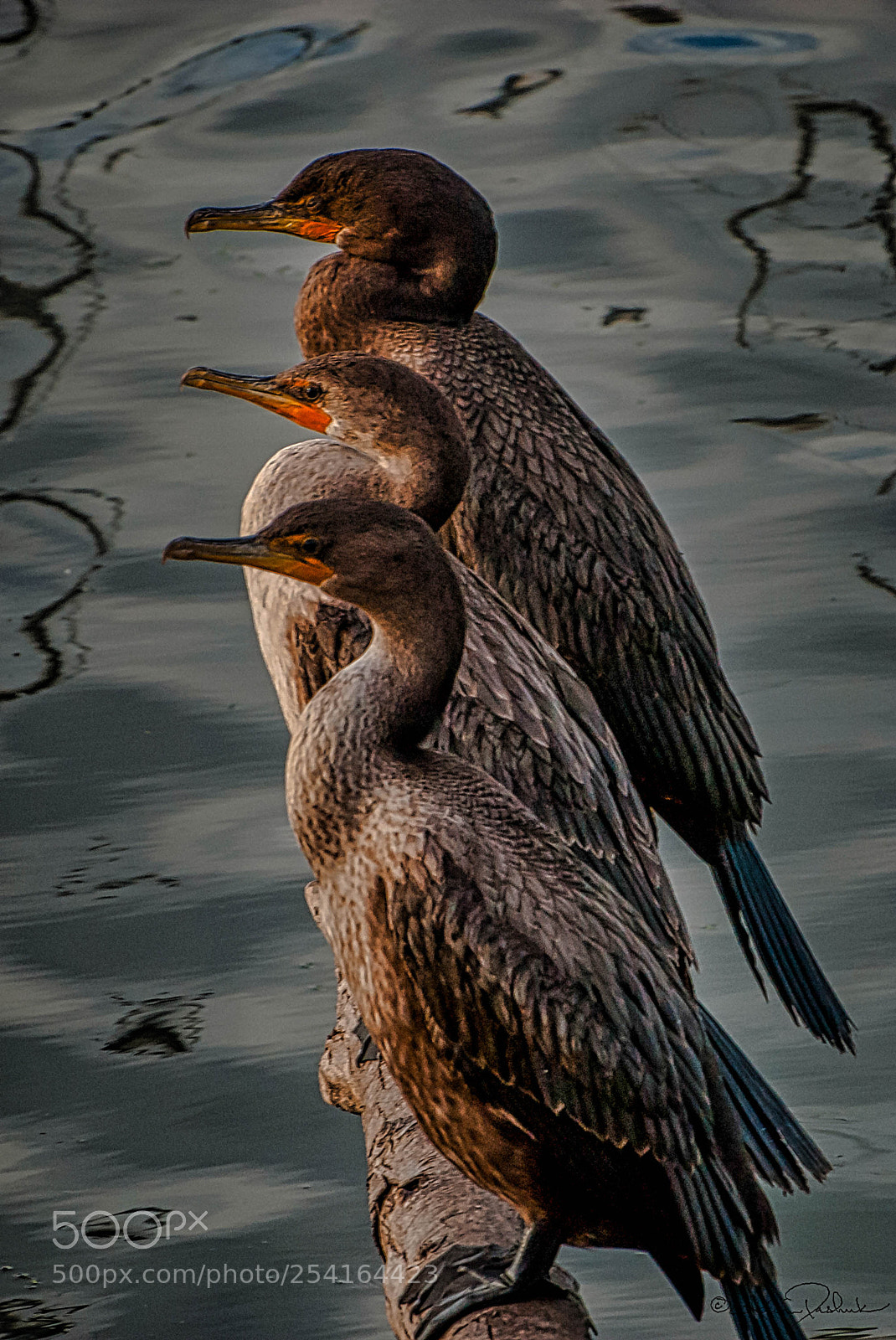 Nikon D200 sample photo. Three's company photography