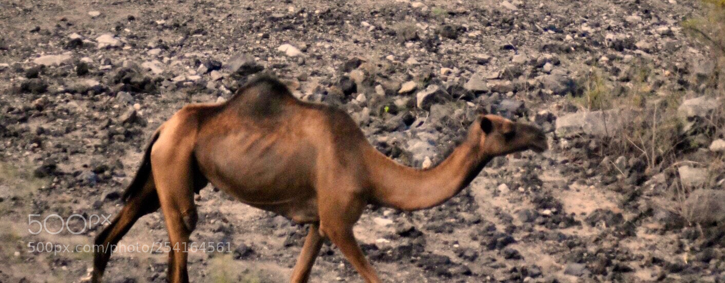 Nikon D7200 sample photo. Beautiful animal exploring..... photography
