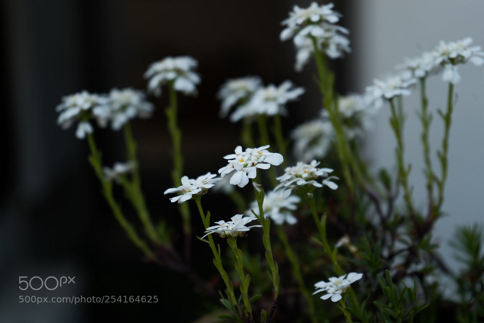 Sony a7S sample photo. Untitled photography