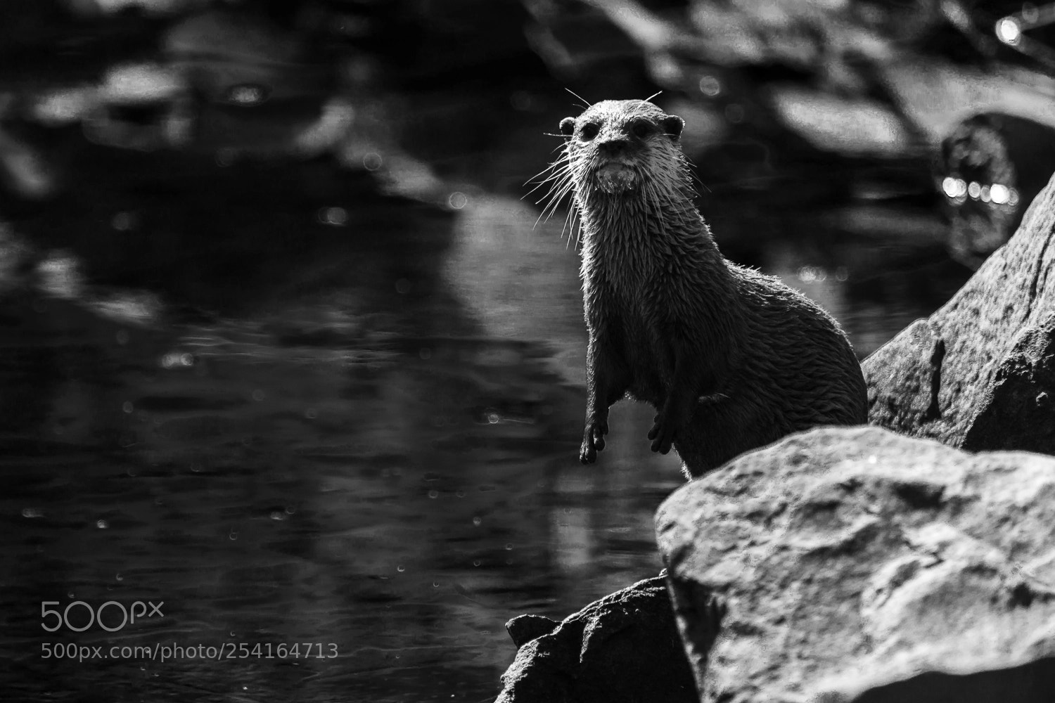 Nikon D7100 sample photo. Otter photography