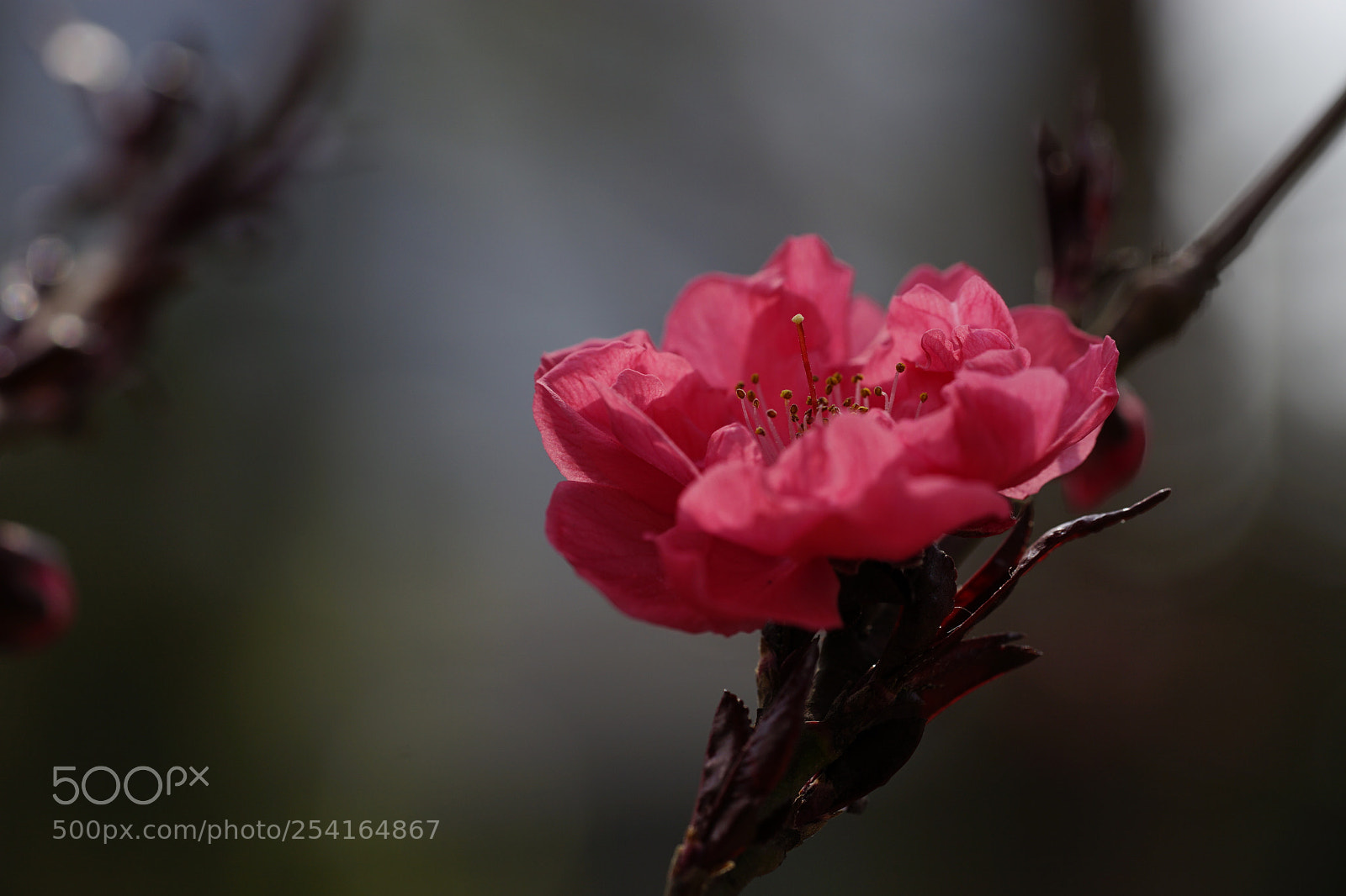 Sony a7 II sample photo. 桃红 photography