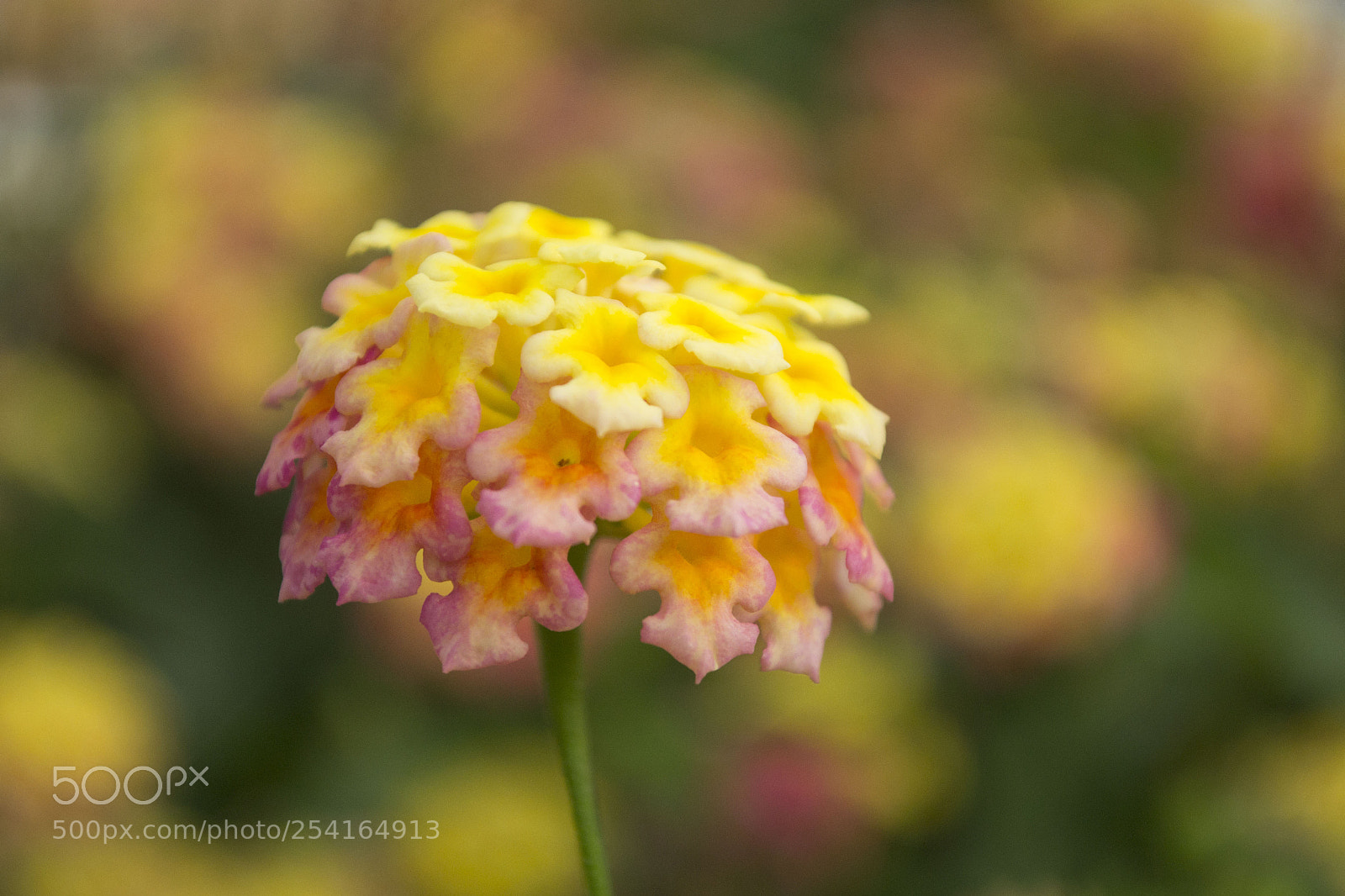 Nikon D3100 sample photo. Flower photography