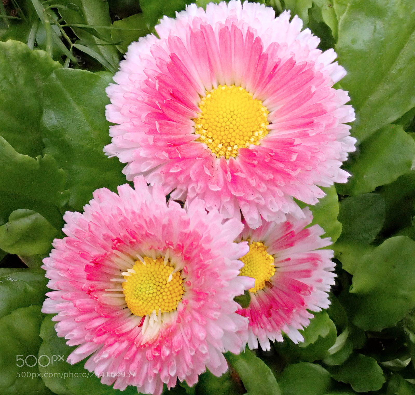 Olympus TG-5 sample photo. Pretty in pink photography