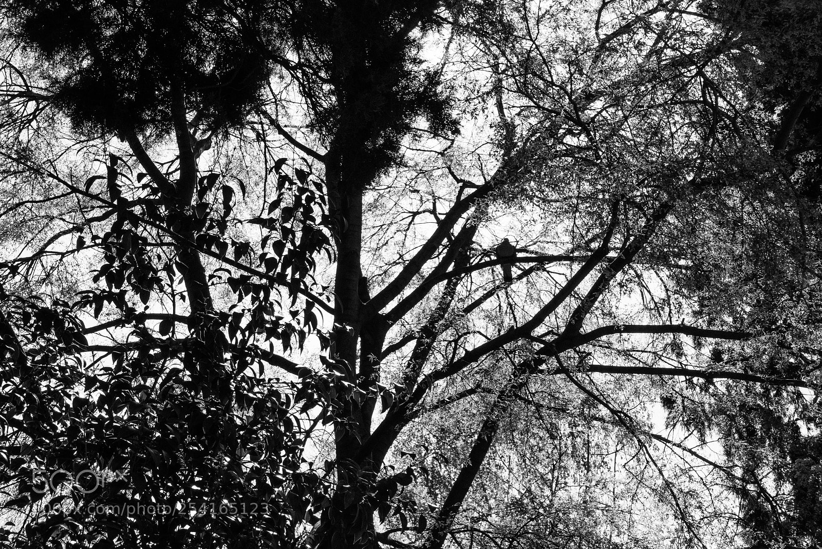 Panasonic Lumix DMC-LX100 sample photo. In the middle of photography
