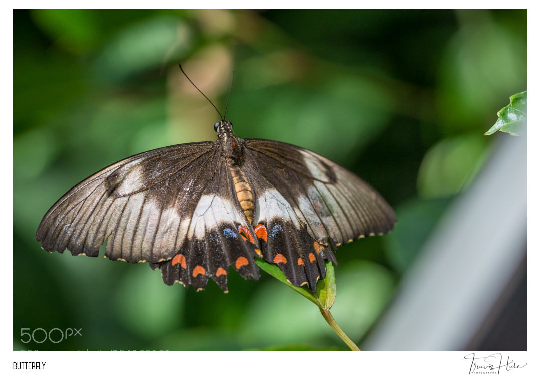 Nikon D610 sample photo. Butterfly photography