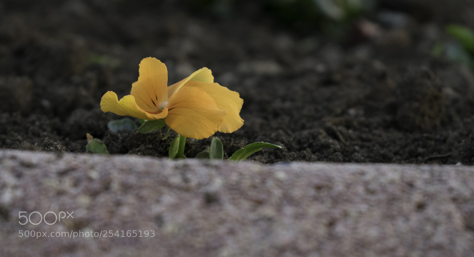 Nikon D3300 sample photo. 0781_01.jpg photography
