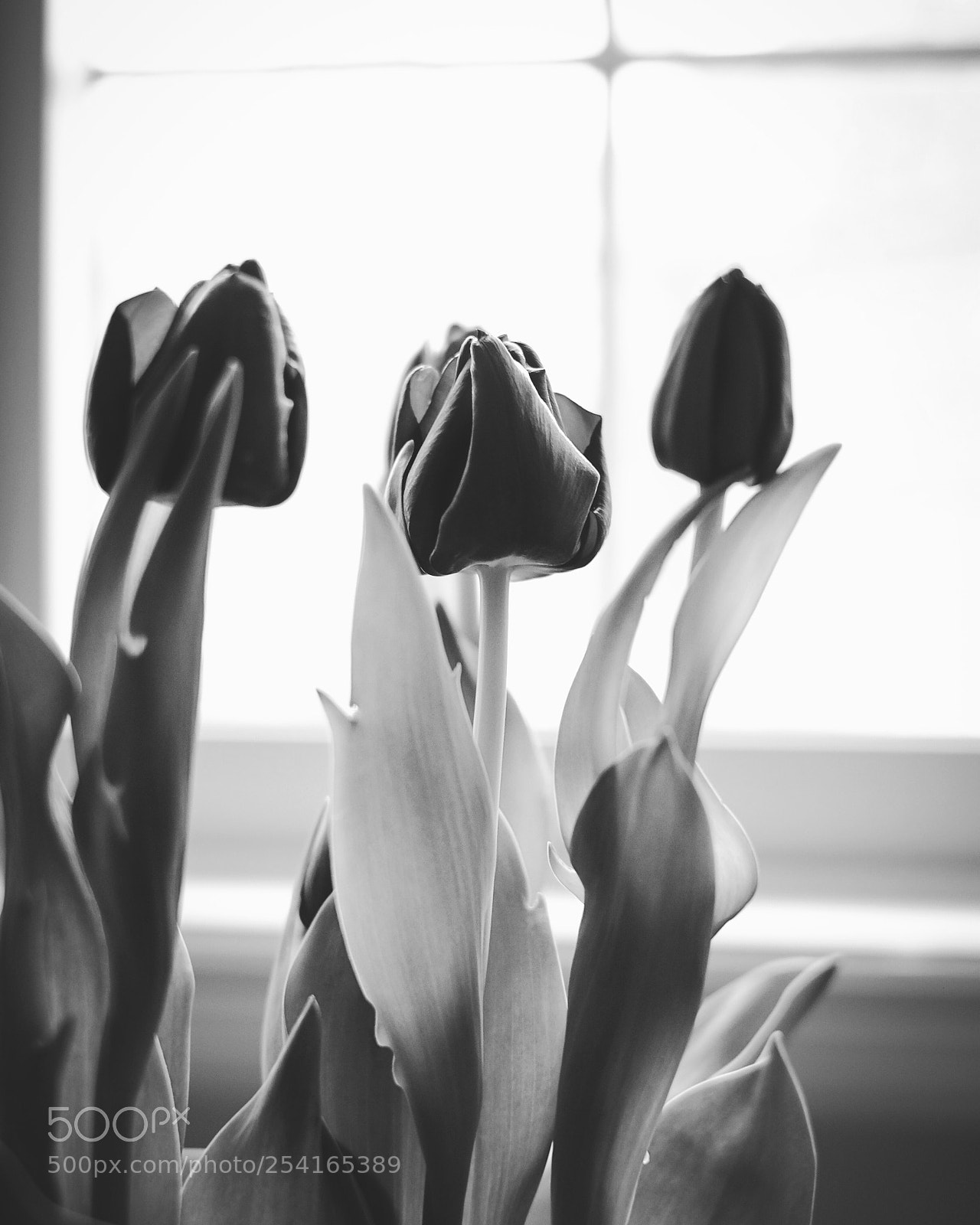Fujifilm X-Pro1 sample photo. Tulips in the window  photography