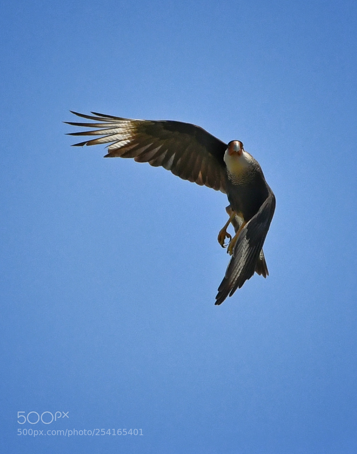 Nikon D7500 sample photo. El vuelo del quelele photography