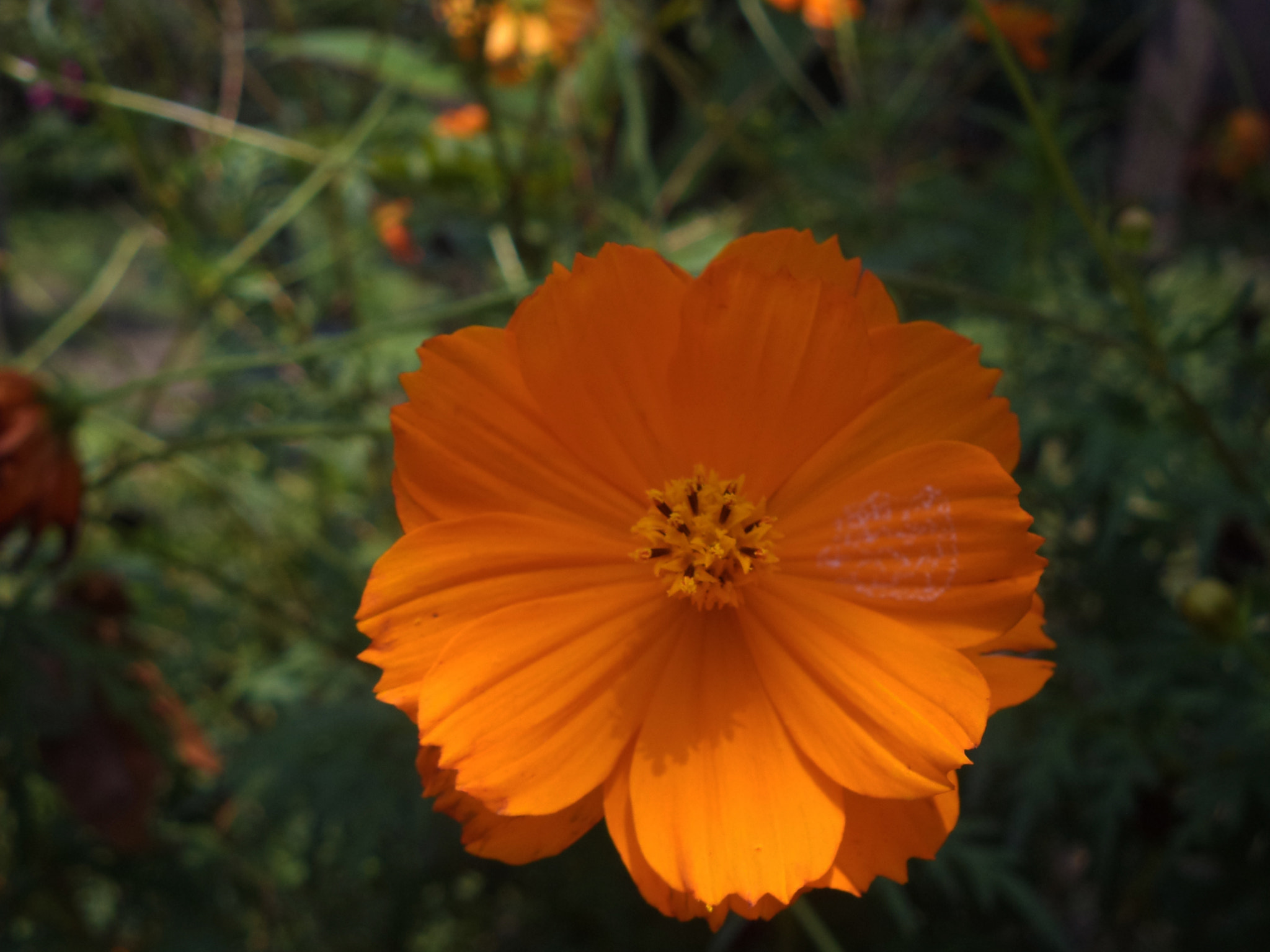 Sony DSC-W620 sample photo. Lovely flower photography