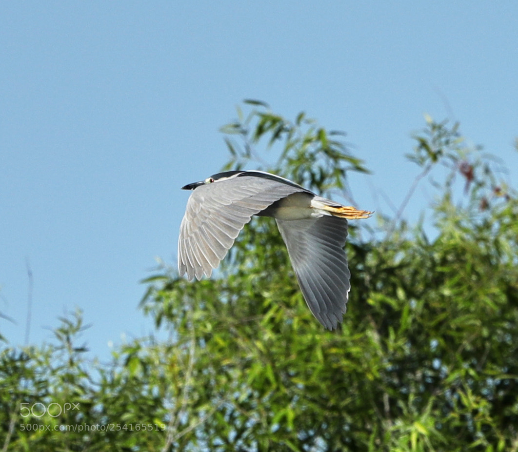 Canon EOS-1D X Mark II sample photo. 04-18-18-0013419.jpg photography