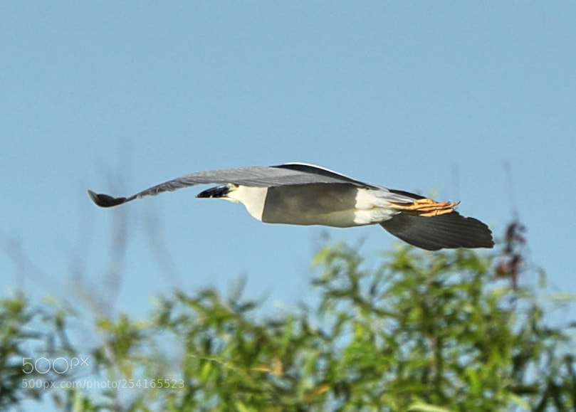 Canon EOS-1D X Mark II sample photo. 04-18-18-0013418.jpg photography