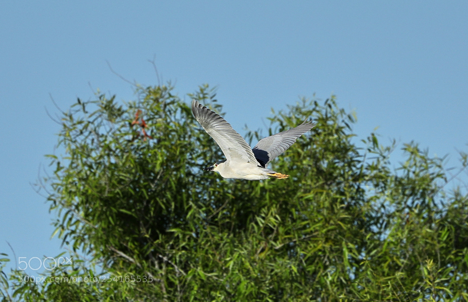 Canon EOS-1D X Mark II sample photo. 04-18-18-0013417.jpg photography