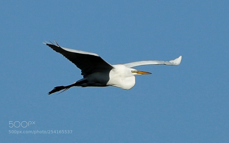 Canon EOS-1D X Mark II sample photo. 04-18-18-0013415.jpg photography