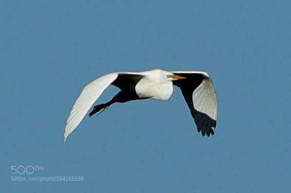 Canon EOS-1D X Mark II sample photo. 04-18-18-0013416.jpg photography