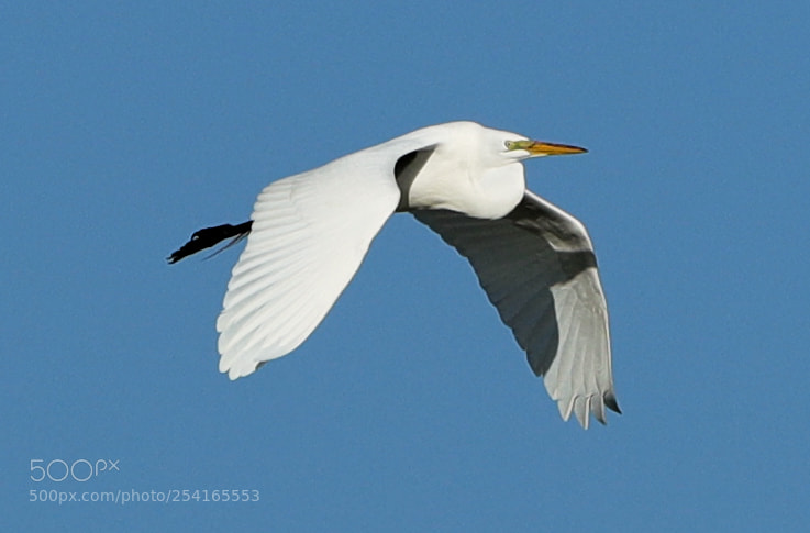 Canon EOS-1D X Mark II sample photo. 04-18-18-0013412.jpg photography