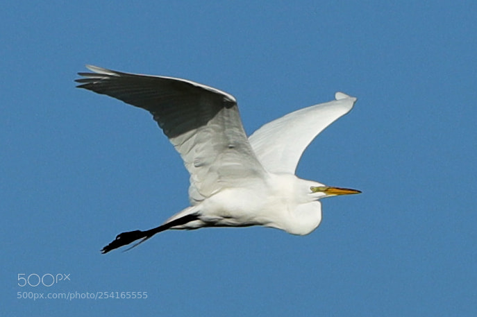 Canon EOS-1D X Mark II sample photo. 04-18-18-0013413.jpg photography