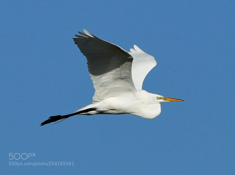 Canon EOS-1D X Mark II sample photo. 04-18-18-0013410.jpg photography