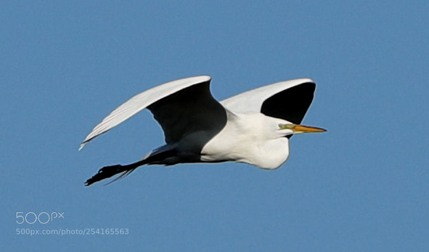 Canon EOS-1D X Mark II sample photo. 04-18-18-0013414.jpg photography
