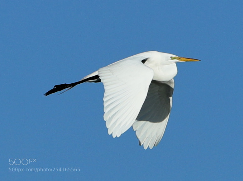 Canon EOS-1D X Mark II sample photo. 04-18-18-0013409.jpg photography
