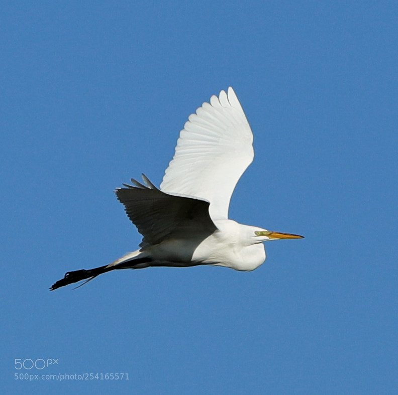 Canon EOS-1D X Mark II sample photo. 04-18-18-0013408.jpg photography