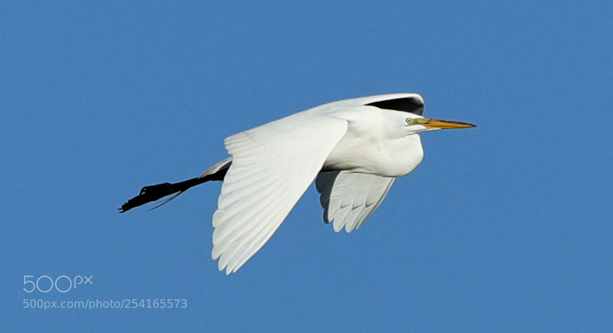 Canon EOS-1D X Mark II sample photo. 04-18-18-0013407.jpg photography