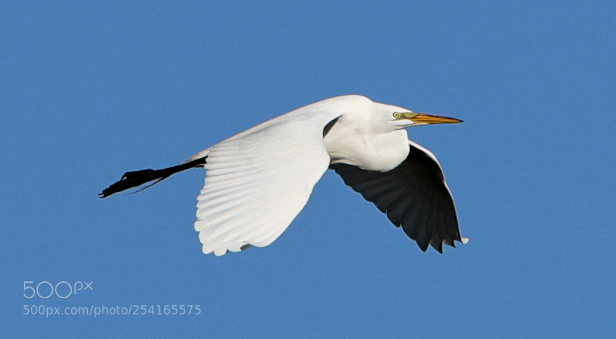 Canon EOS-1D X Mark II sample photo. 04-18-18-0013406.jpg photography