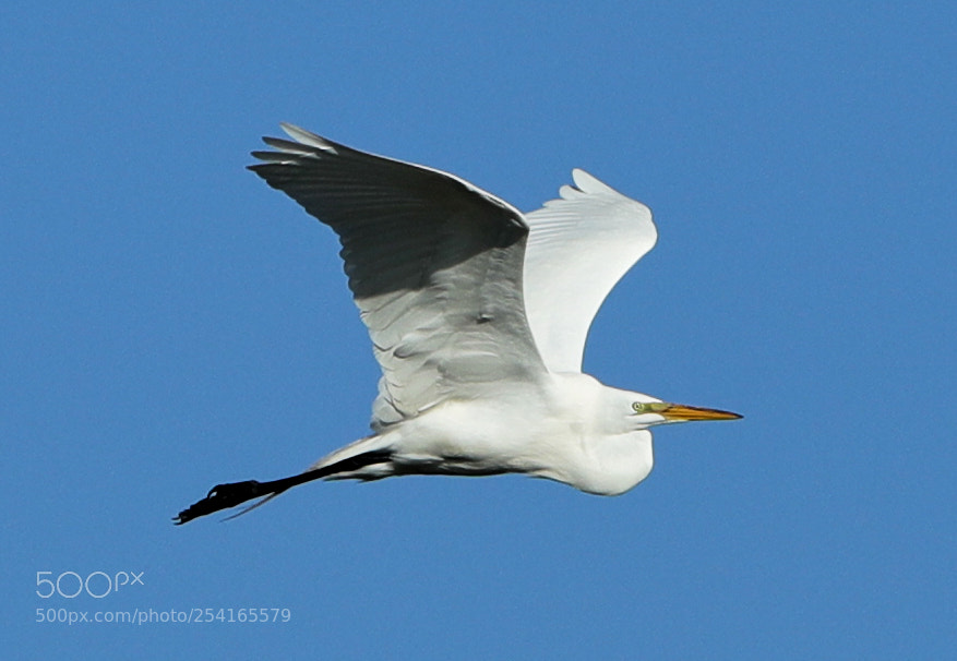 Canon EOS-1D X Mark II sample photo. 04-18-18-0013405.jpg photography