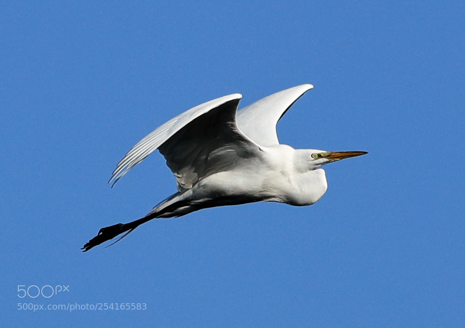 Canon EOS-1D X Mark II sample photo. 04-18-18-0013403.jpg photography