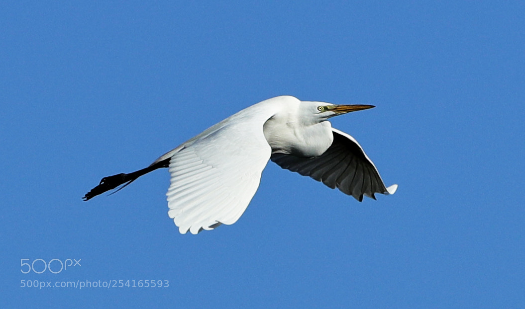 Canon EOS-1D X Mark II sample photo. 04-18-18-0013402.jpg photography