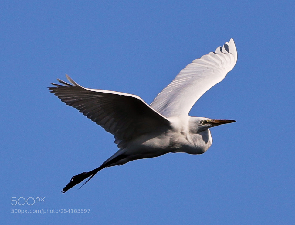 Canon EOS-1D X Mark II sample photo. 04-18-18-0013401.jpg photography
