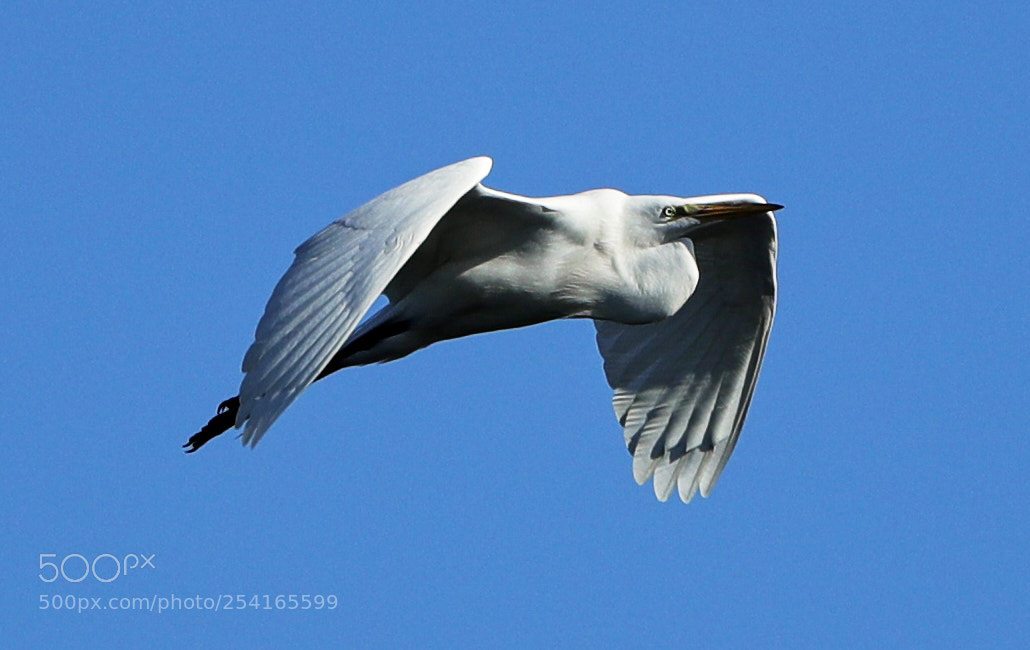 Canon EOS-1D X Mark II sample photo. 04-18-18-0013400.jpg photography