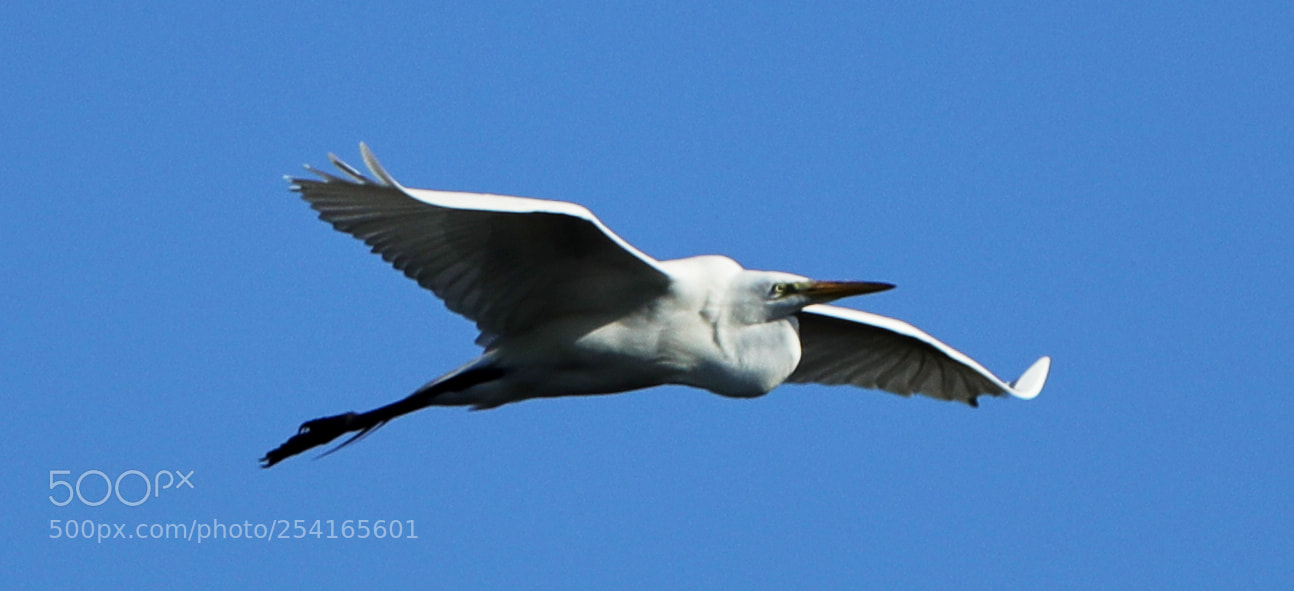Canon EOS-1D X Mark II sample photo. 04-18-18-0013399.jpg photography
