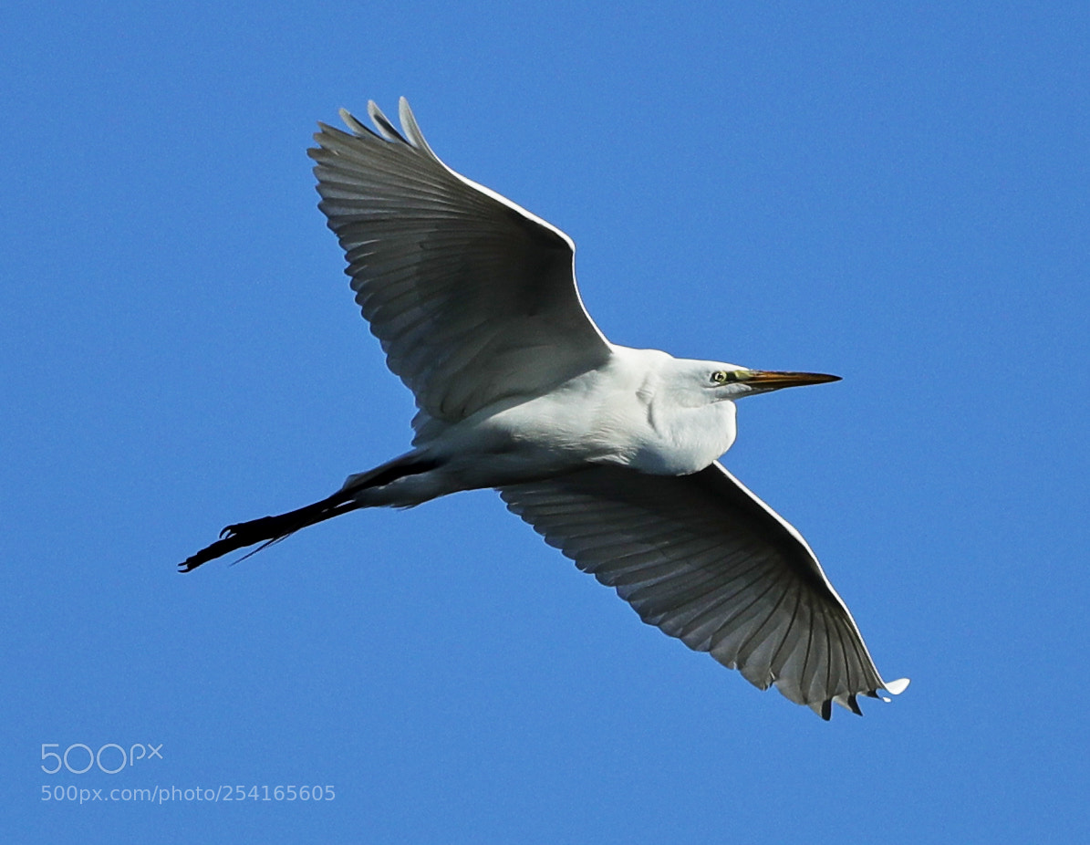 Canon EOS-1D X Mark II sample photo. 04-18-18-0013398.jpg photography