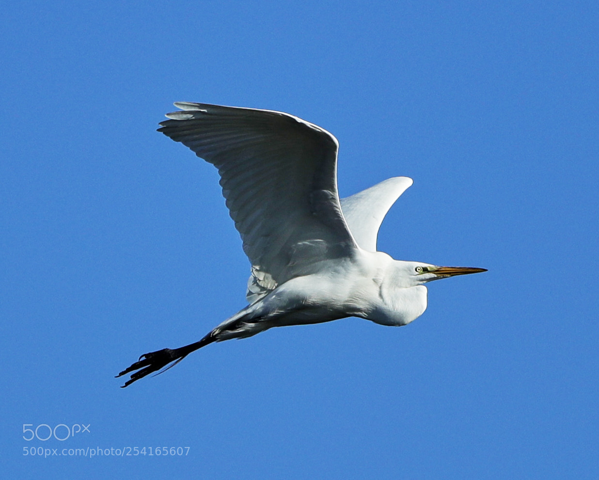 Canon EOS-1D X Mark II sample photo. 04-18-18-0013397.jpg photography