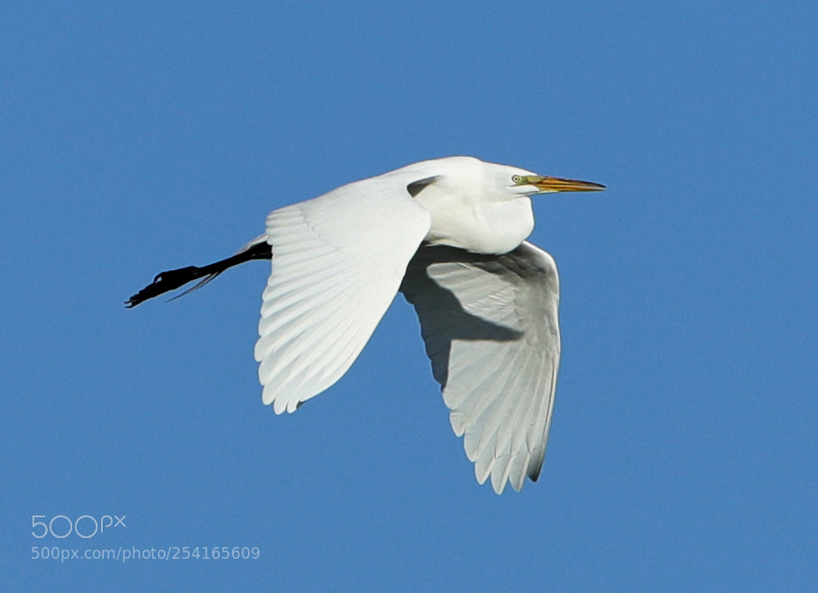 Canon EOS-1D X Mark II sample photo. 04-18-18-0013404.jpg photography