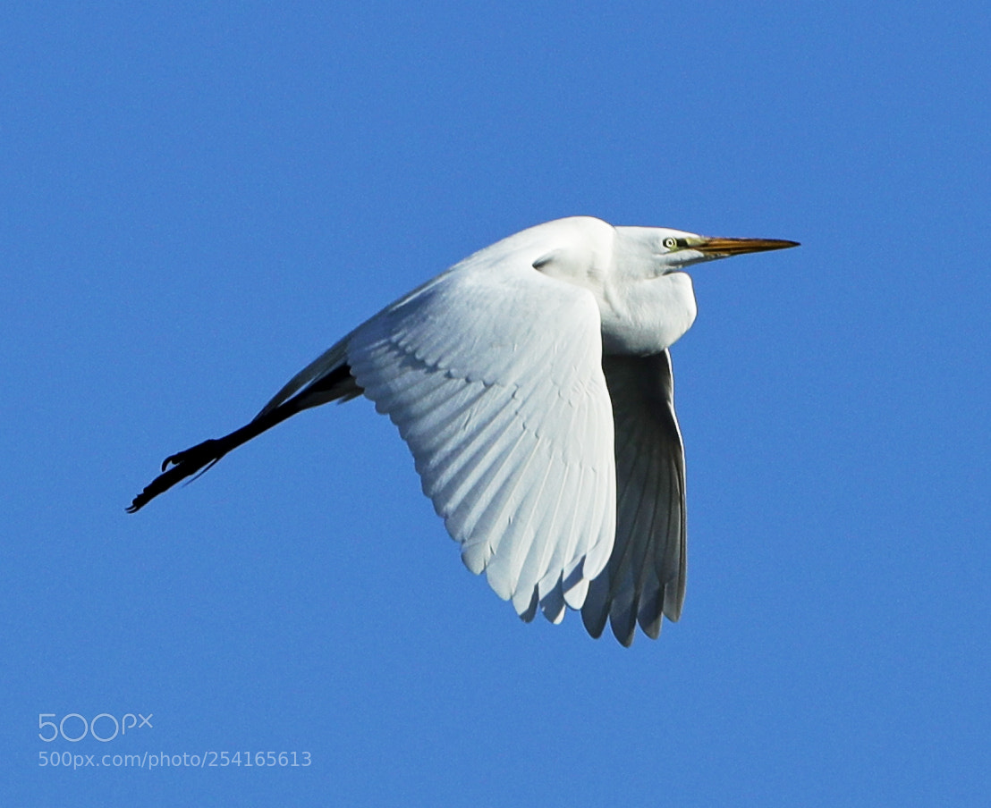 Canon EOS-1D X Mark II sample photo. 04-18-18-0013396.jpg photography
