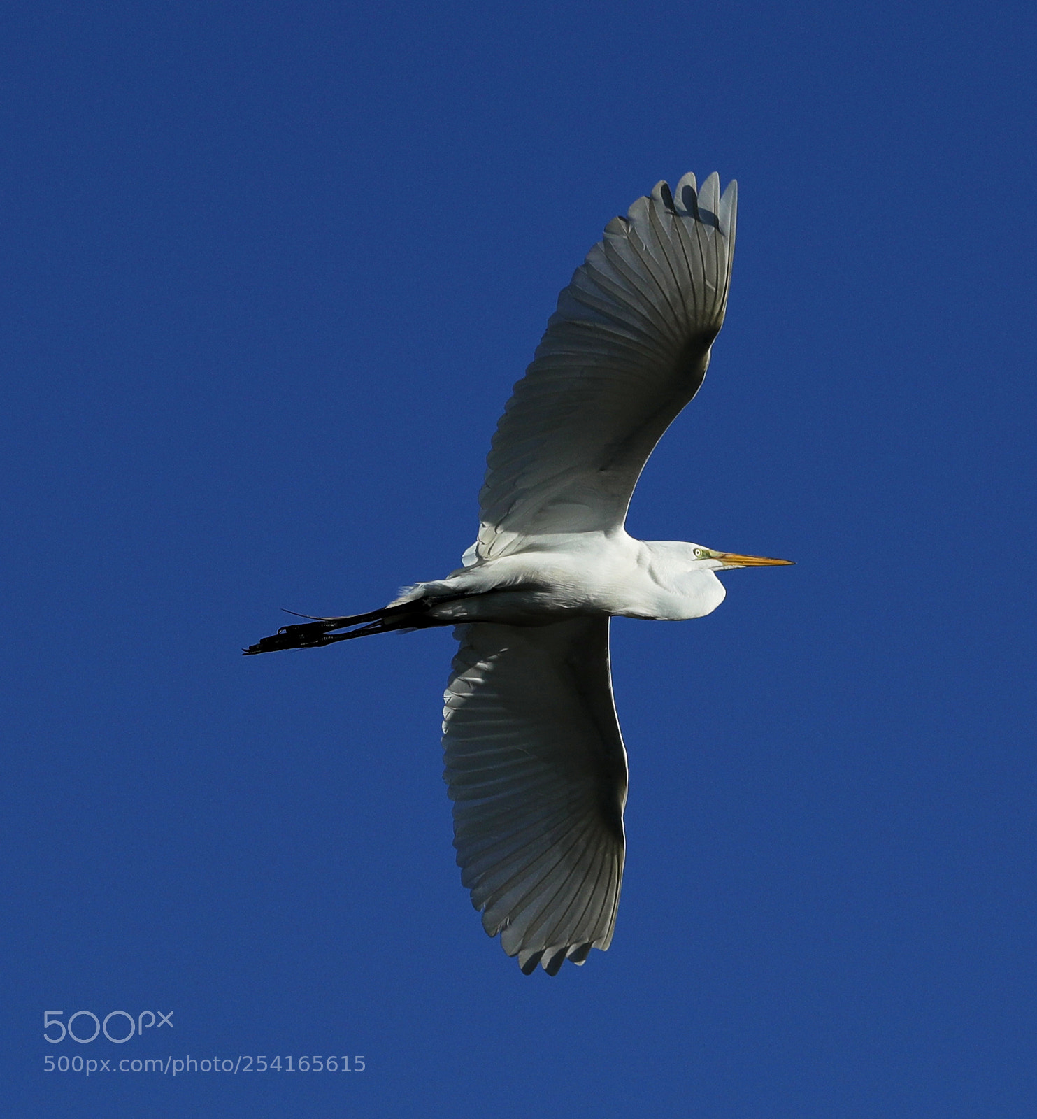 Canon EOS-1D X Mark II sample photo. 04-18-18-0013395.jpg photography