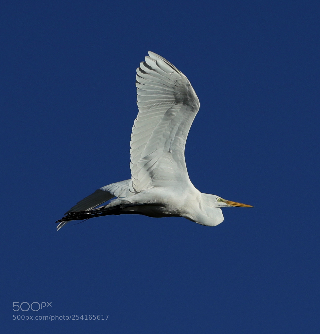 Canon EOS-1D X Mark II sample photo. 04-18-18-0013394.jpg photography