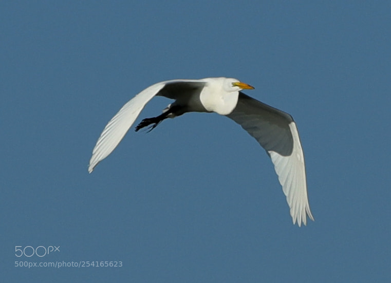 Canon EOS-1D X Mark II sample photo. 04-18-18-0013393.jpg photography