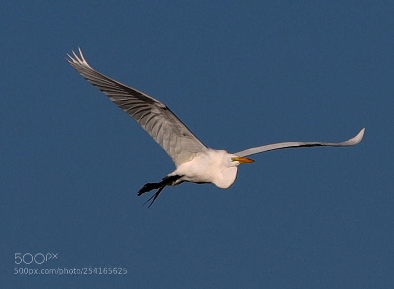 Canon EOS-1D X Mark II sample photo. 04-18-18-0013392.jpg photography