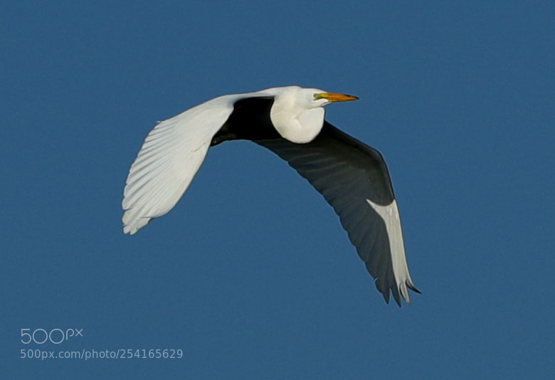Canon EOS-1D X Mark II sample photo. 04-18-18-0013391.jpg photography