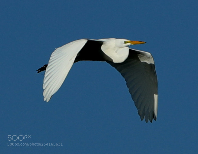 Canon EOS-1D X Mark II sample photo. 04-18-18-0013389.jpg photography