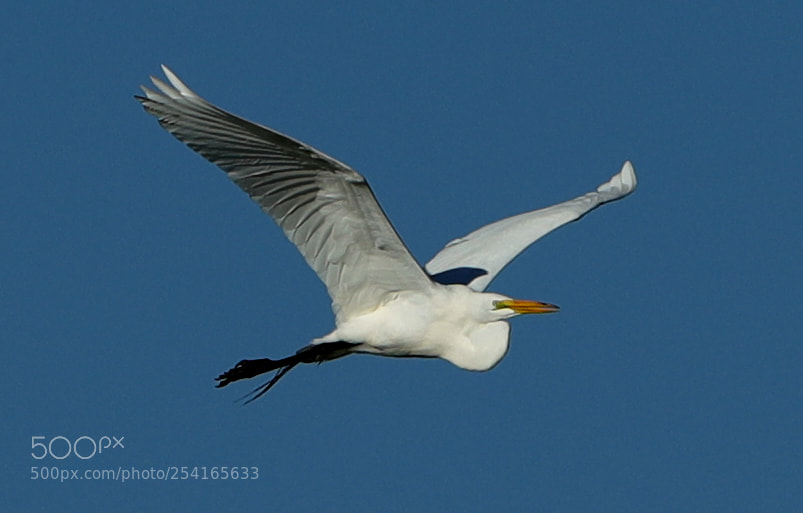 Canon EOS-1D X Mark II sample photo. 04-18-18-0013390.jpg photography