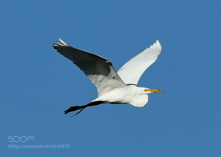 Canon EOS-1D X Mark II sample photo. 04-18-18-0013388.jpg photography
