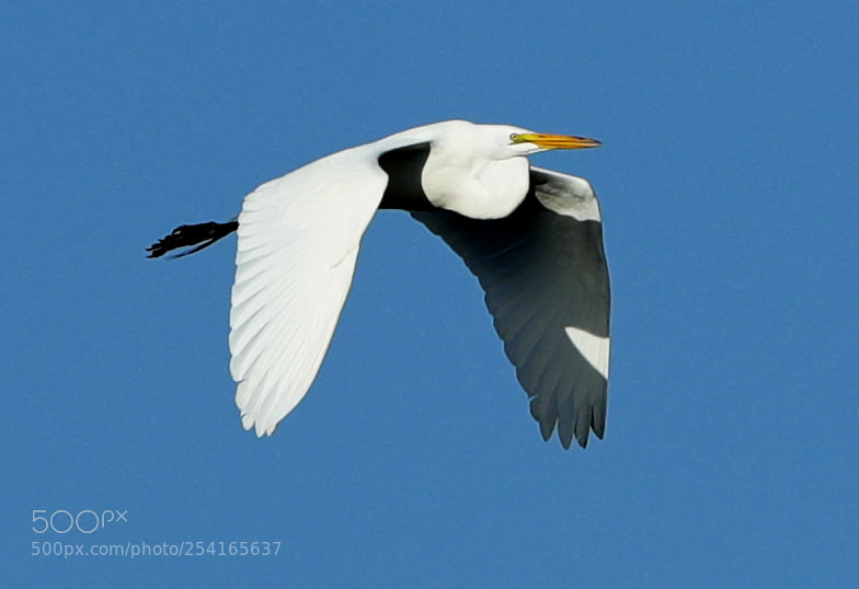 Canon EOS-1D X Mark II sample photo. 04-18-18-0013387.jpg photography